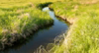 Stream of water flowing through grasses